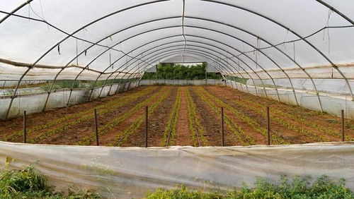 低成本高回報(bào) 農(nóng)作物種子經(jīng)營，年賺六萬不是夢