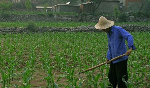 河北三權分置土地改革新動向 農民有望成為集體資產股東，助力農作物種子經營發展