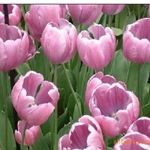 沭陽縣新河鎮(zhèn)綠友花卉園藝場 一站式農(nóng)作物種子經(jīng)營服務(wù)，百合、女貞、獼猴桃種子精選供應(yīng)